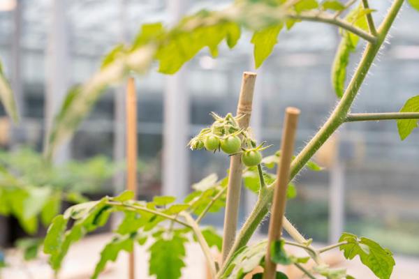 Tomato plant in greenhouse 